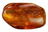 Detailed Fossil Caddisfly (Trichoptera) In Baltic Amber #170094-1